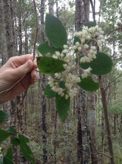 Pomaderris hamiltonii, photographed by Bruce Calvert