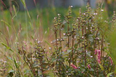 Mosla dianthera, photographed by harum.koh