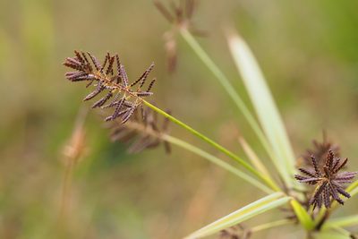 Cyperus orthostachyus, photographed by harum.koh