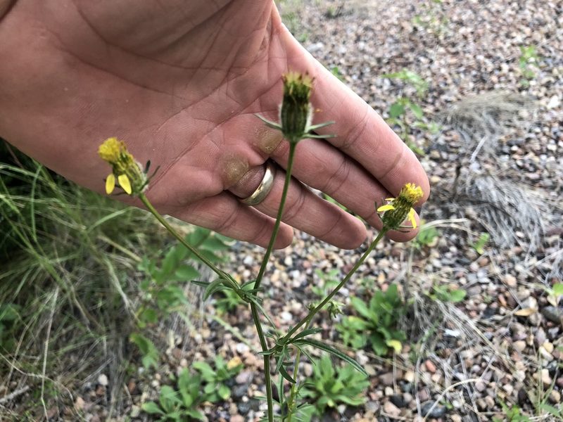 Bidens tenuisecta, photographed by CK2AZ