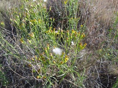 Senecio spartioides, photographed by Eric Watts