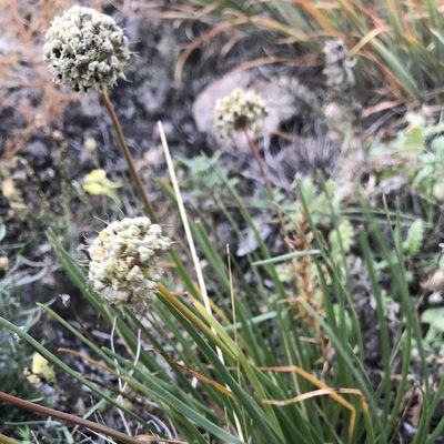 Allium stellerianum, photographed by Dag Endresen