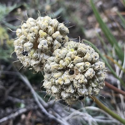 Allium stellerianum