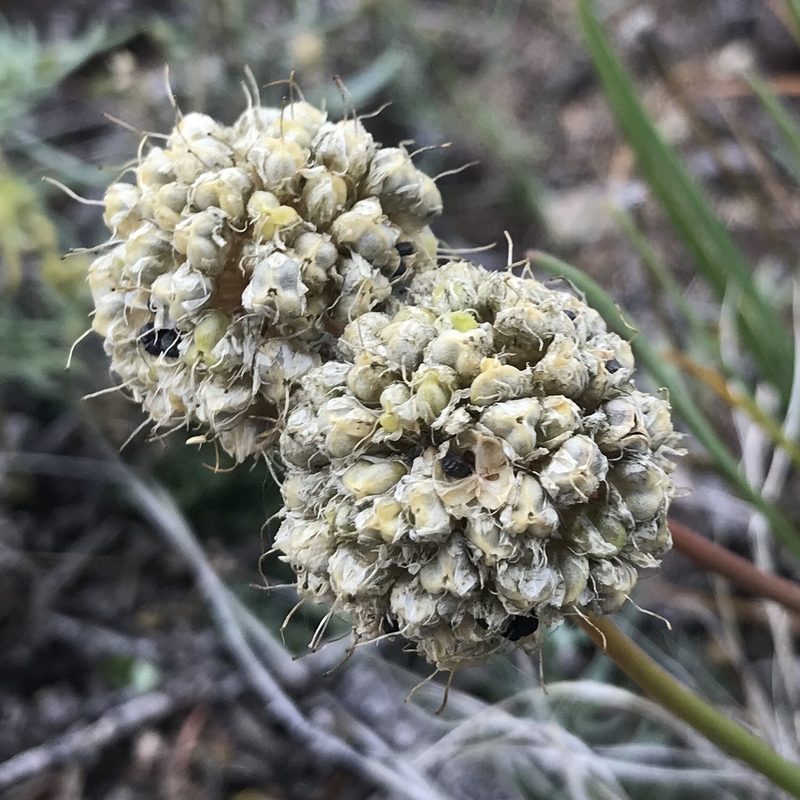 Allium stellerianum, photographed by Dag Endresen