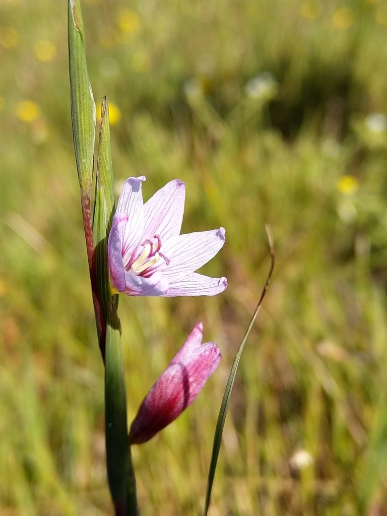 Gladiolus quadrangulus, photographed by Jacques van der Merwe