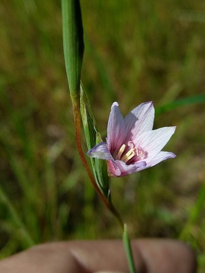 Gladiolus quadrangulus, photographed by Jacques van der Merwe
