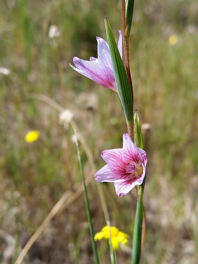 Gladiolus quadrangulus, photographed by Jacques van der Merwe