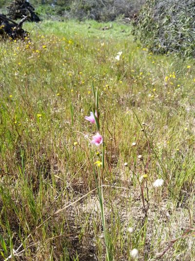 Gladiolus quadrangulus, photographed by Jacques van der Merwe