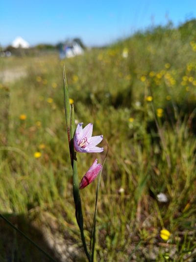 Gladiolus quadrangulus, photographed by Jacques van der Merwe