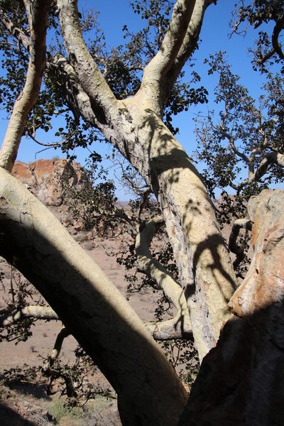 Ficus tettensis, photographed by Tony Rebelo