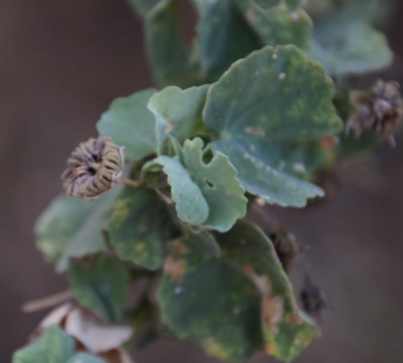 Abutilon pycnodon, photographed by Tony Rebelo