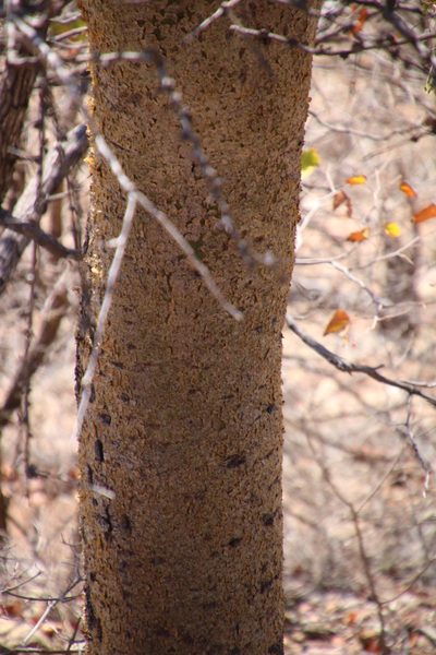 Commiphora glandulosa, photographed by Tony Rebelo