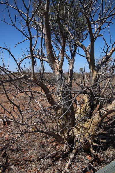 Sesamothamnus lugardii, photographed by Tony Rebelo