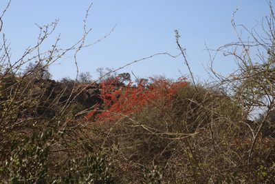 Combretum microphyllum, photographed by Tony Rebelo