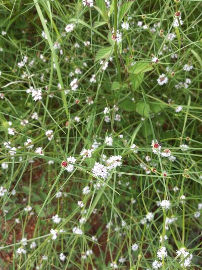 Spermacoce filifolia, photographed by Mattia Menchetti