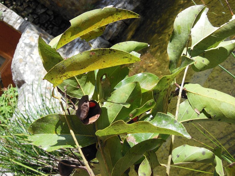 Ormosia macrocalyx, photographed by Neptalí Ramírez Marcial