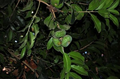 Olmediella betschleriana, photographed by Neptalí Ramírez Marcial