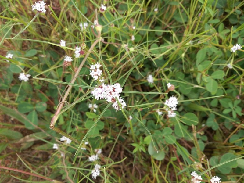 Spermacoce filifolia, photographed by Mattia Menchetti