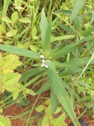 Spermacoce stachydea, photographed by Mattia Menchetti