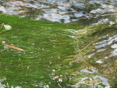 Eleocharis yokoscensis, photographed by chiuluan