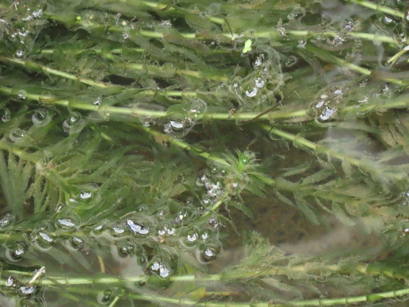 Elodea densa, photographed by chiuluan