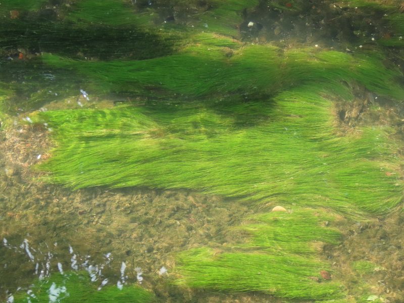 Eleocharis yokoscensis, photographed by chiuluan