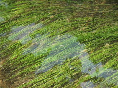 Eleocharis yokoscensis, photographed by chiuluan