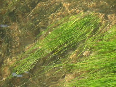 Eleocharis yokoscensis, photographed by chiuluan