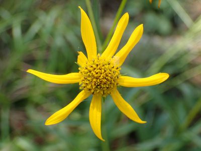 Helianthus longifolius, photographed by John P Friel