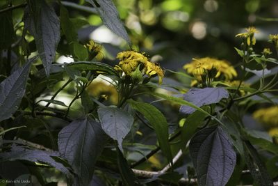 Lasianthaea fruticosa, photographed by Ken-ichi Ueda