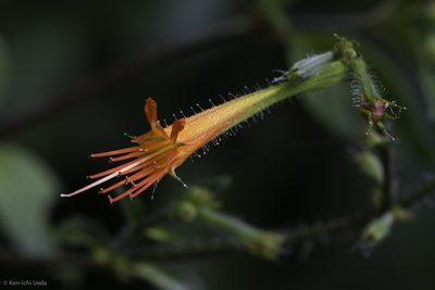 Cuphea appendiculata, photographed by Ken-ichi Ueda