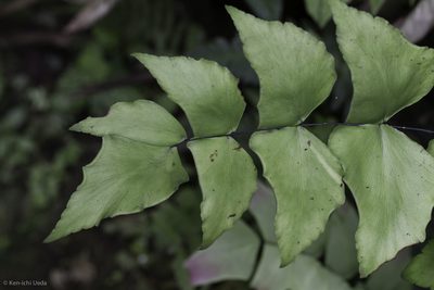 Adiantum macrophyllum, photographed by Ken-ichi Ueda