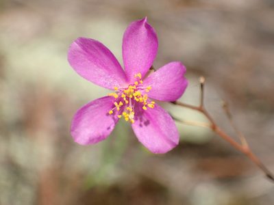 Phemeranthus mengesii, photographed by John P Friel
