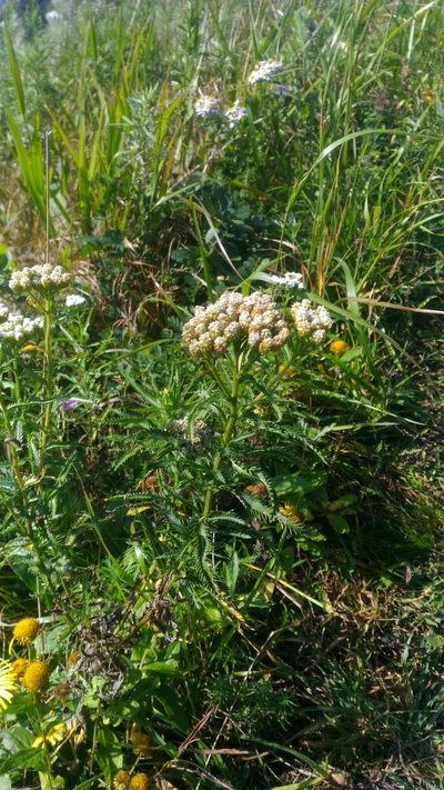 Achillea ptarmicoides, photographed by Alexey Subote