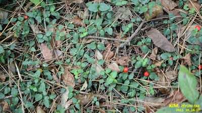 Mitchella undulata, photographed by Kim, Hyun-tae