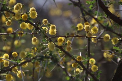 Vachellia nebrownii, photographed by Tony Rebelo