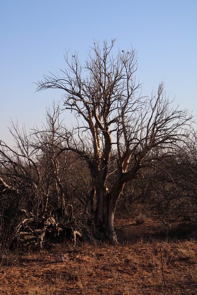 Sesamothamnus lugardii, photographed by Tony Rebelo