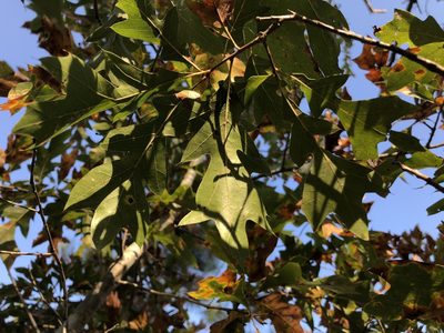 Quercus georgiana, photographed by Noah Yawn