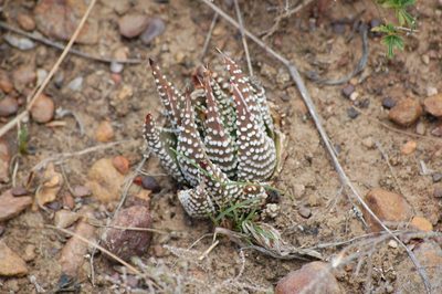 Tulista minor, photographed by Charles Stirton