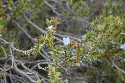 Lobostemon trigonus, photographed by Charles Stirton