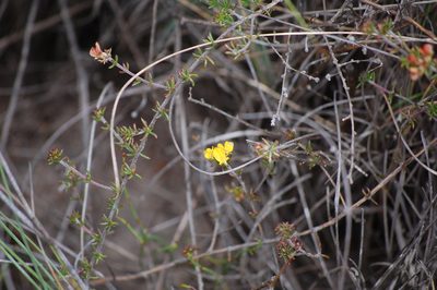 Aspalathus crassisepala, photographed by Charles Stirton