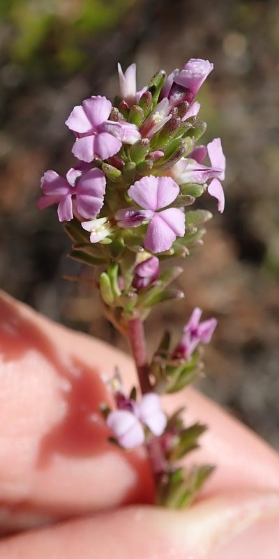 Muraltia rhamnoides, photographed by Peter Warren