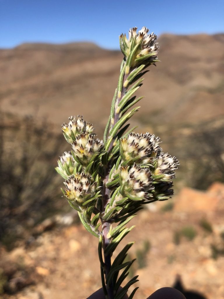 Phylica retorta, photographed by Dave U