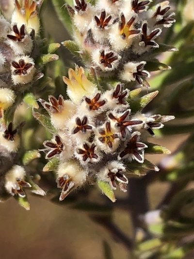 Phylica retorta, photographed by Dave U