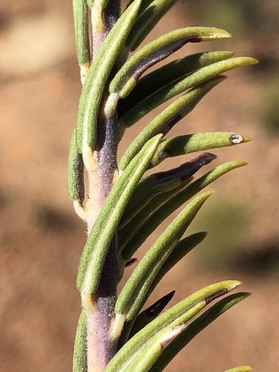 Phylica retorta, photographed by Dave U
