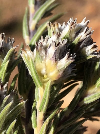 Phylica retorta, photographed by Dave U