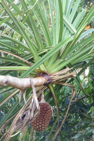 Pandanus solms-laubachii, photographed by coenobita