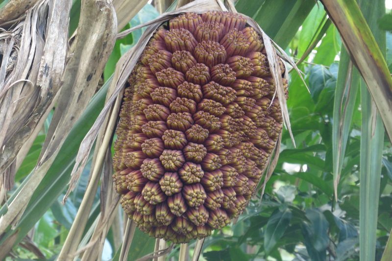 Pandanus solms-laubachii, photographed by coenobita