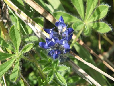 Lupinus gussoneanus, photographed by Aissa Djamel Filali