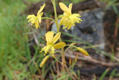 Bulbine praemorsa, photographed by Peter Warren